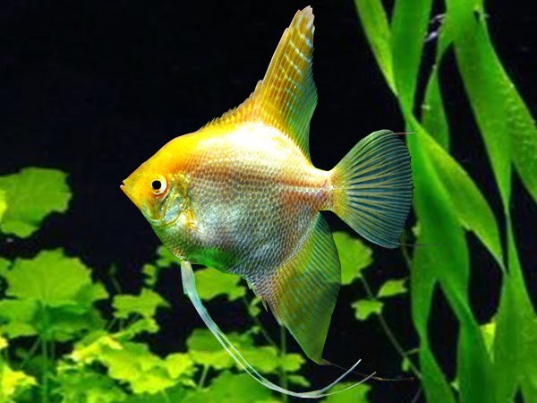 Gold angelfish