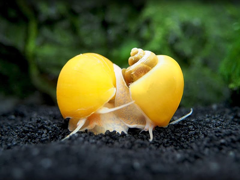 Golden Inca Snails