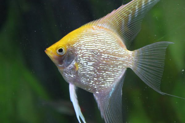 Golden pearlscale angelfish