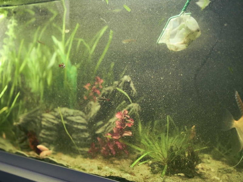 Green spot algae in fish tank