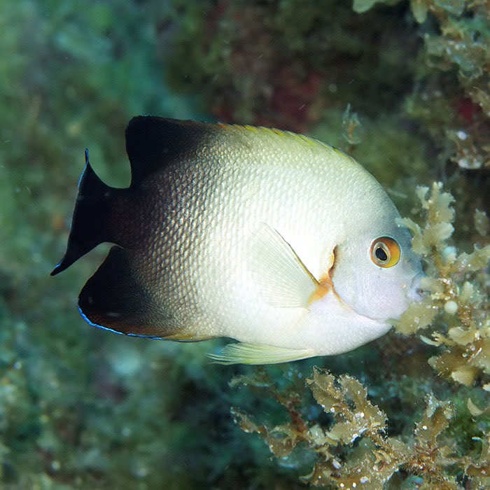 Half Black angelfish eat algae