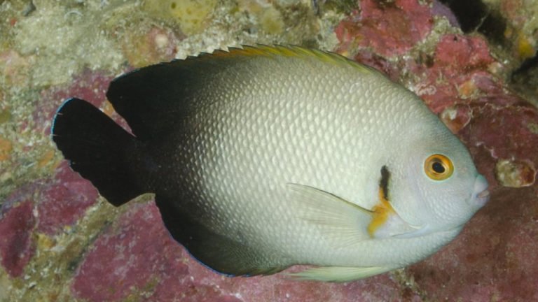 Half Black Dwarf Angelfish Facts: Distribution, Appearance, Feeding, Care, And More 