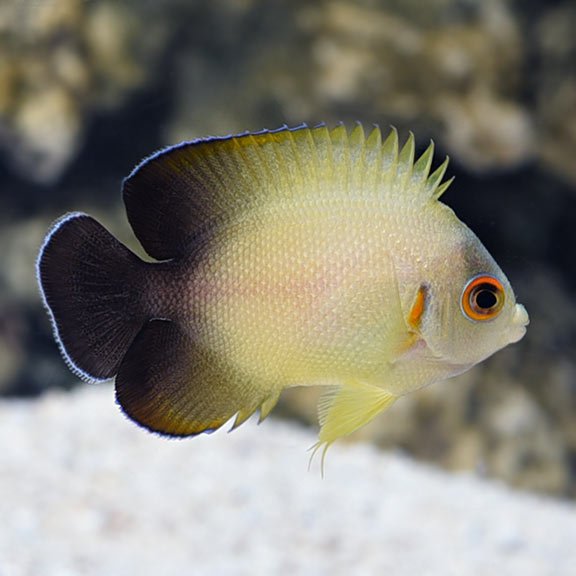 Half Black Dwarf Angelfish distribution