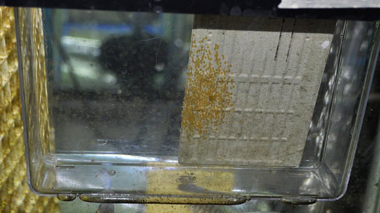 10 Notes And Guide On Hatching Angelfish Eggs Artificially