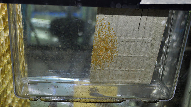 10 Notes And Guide On Hatching Angelfish Eggs Artificially