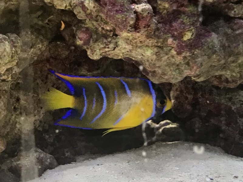 Hiding is a natural behavior for angelfish