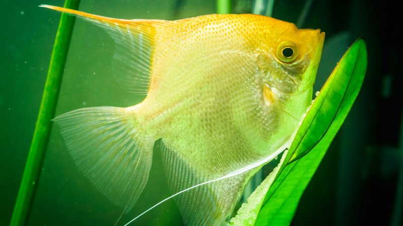 How Often Do Angelfish Lay Eggs? 8 Easy Tips To Shorten It