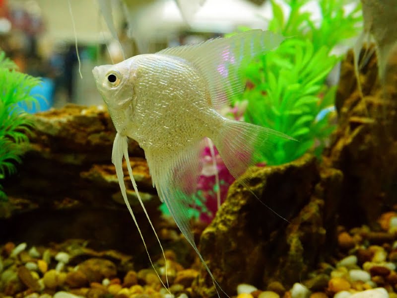 How To Know  Angelfish Get Lonely?