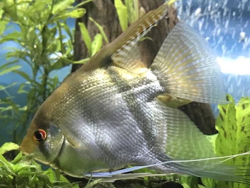 How to reduce angelfish aggression?