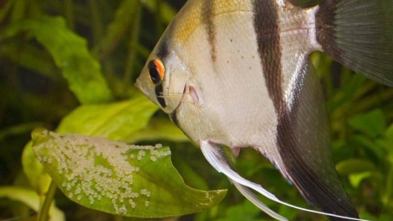 How To Tell If Angelfish Eggs Are Fertilized? (2 Easy Ways)