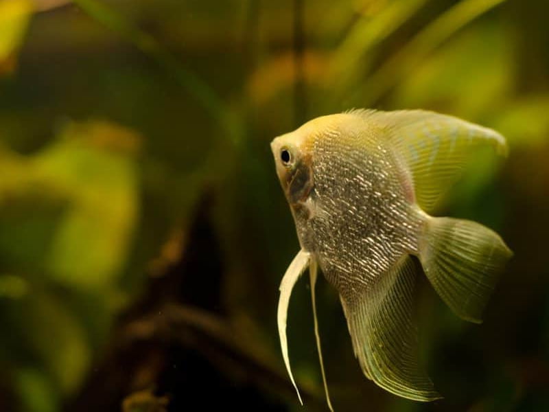 If the angelfish's colors are fading, it may be lonely