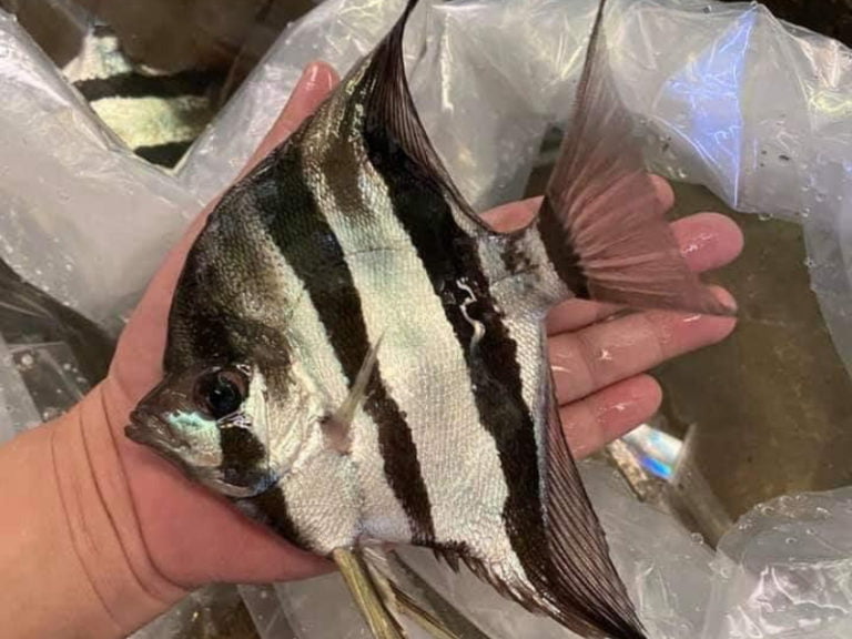 Where To Buy Altum Angelfish? 3 Big Risks You Have To Face