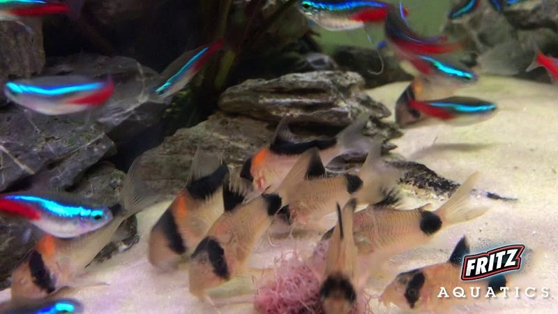 Keep cory catfish and tetra species in their proper-sized groups