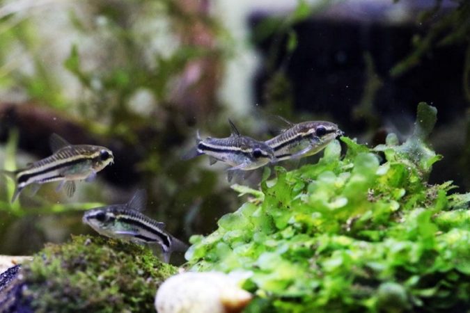 Keep good water quality to protect cory catfish from dropsy
