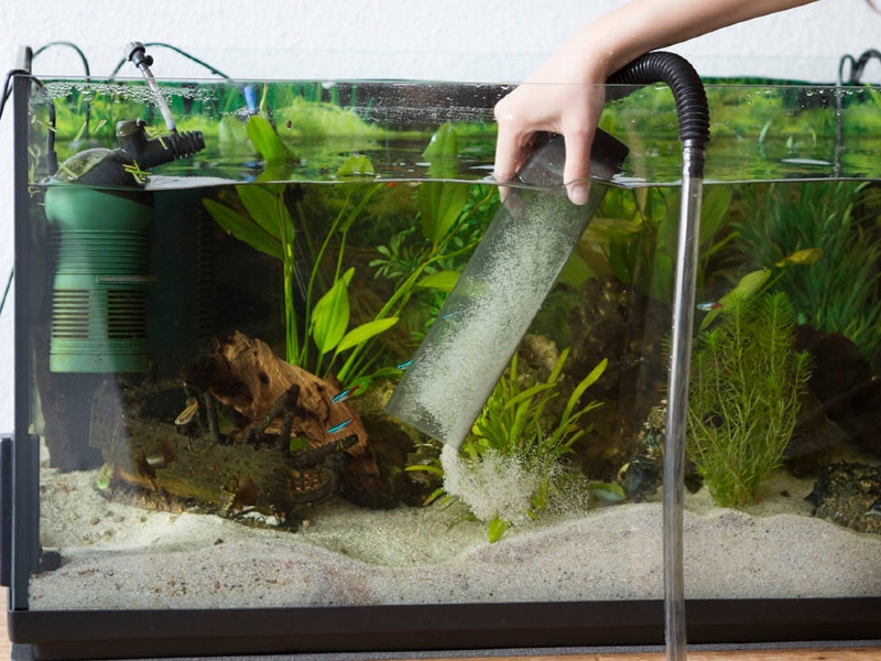 Keep the clean water in your fish tank