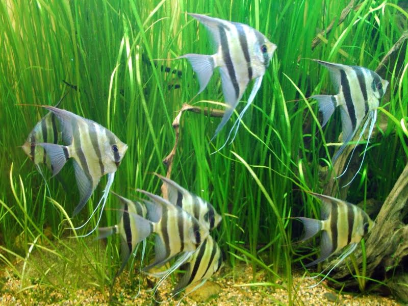 Keeping too many angelfish in close quarters might create stress in the fish