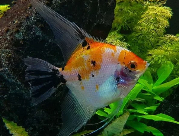 Koi angelfish