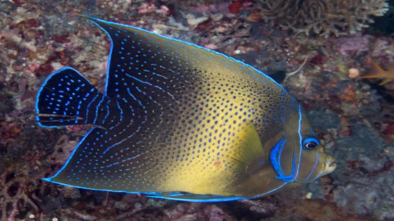 Koran Angelfish: All About Full Size, Reef Safe & More
