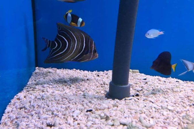Koran angelfish in an aquarium