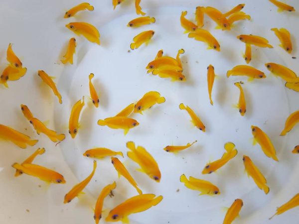 Lemonpeel dwarf angelfish breeding