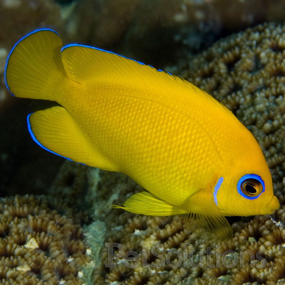 Lemonpeel dwarf angelfish origin and distribution