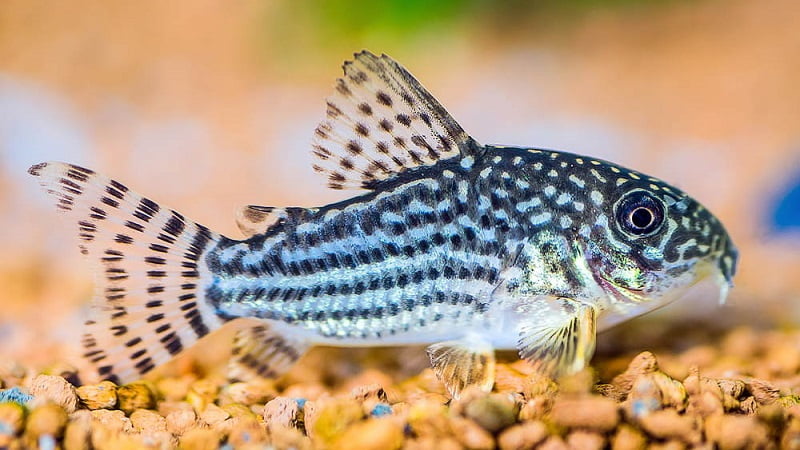 Lethargic Cory Catfish: 9 Causes You Should Beware Of & Best Prevention Suggestions