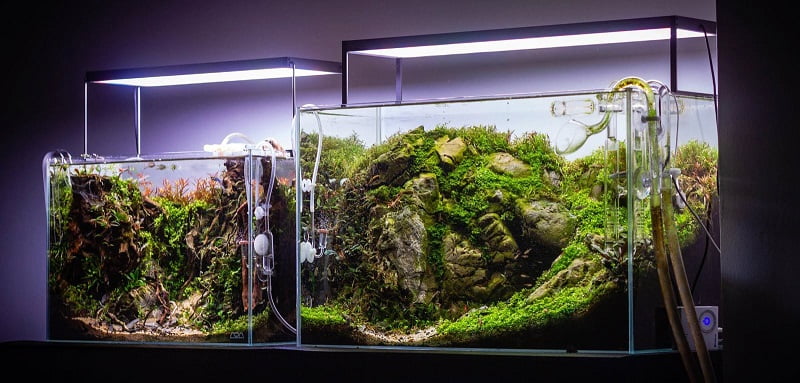 Lighting is essential for keeping live aquatic plants
