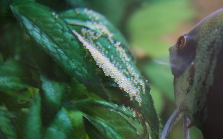 Male Angelfish neglect the eggs