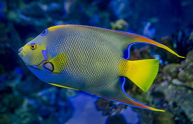 Male queen angelfish
