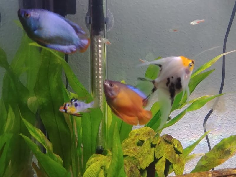 Many freshwater fish that can be kept with angelfish and dwarf gourami