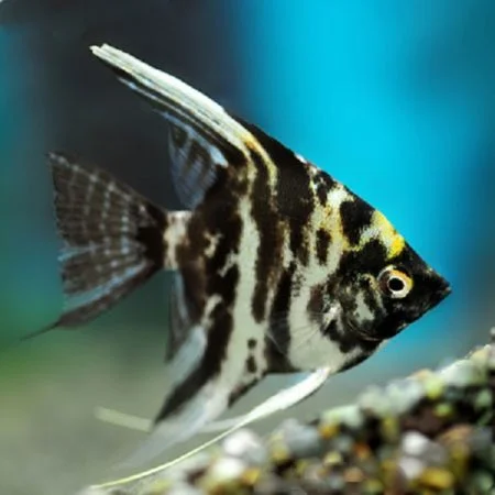 Marble angelfish