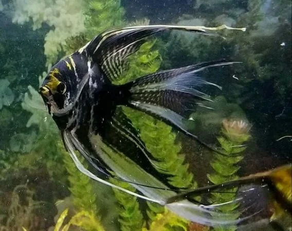 Marble veiltail angelfish