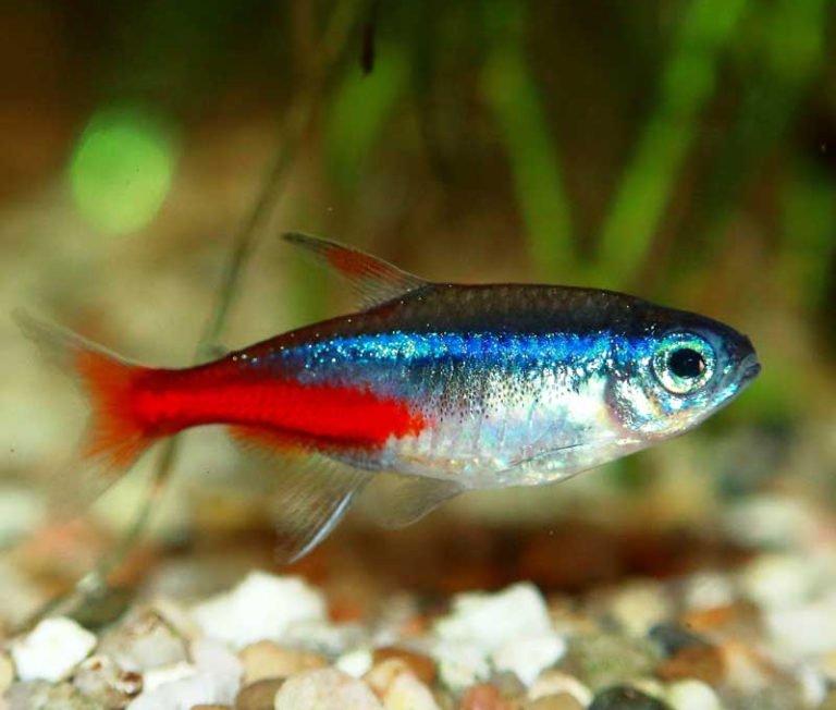 Neon Tetra Fish Male And Female Top 3 Tips to Tell