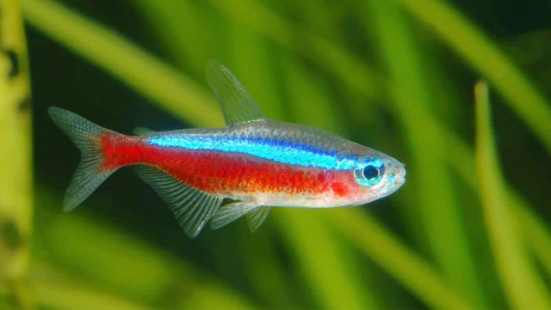 Top 3 Characteristics To Realize Neon Tetra Fish Male And Female