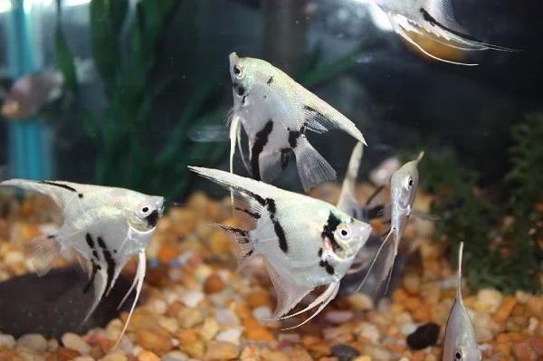 Panda angelfish