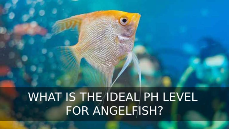 What's The Ideal pH Level For Angelfish? Effects Of pH Level