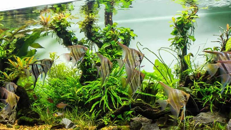 Planted Angelfish Tank Care Guide: How To Keep Healthy Live Plants & Good Aquarium Maintenance