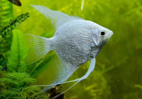 Platinum angelfish