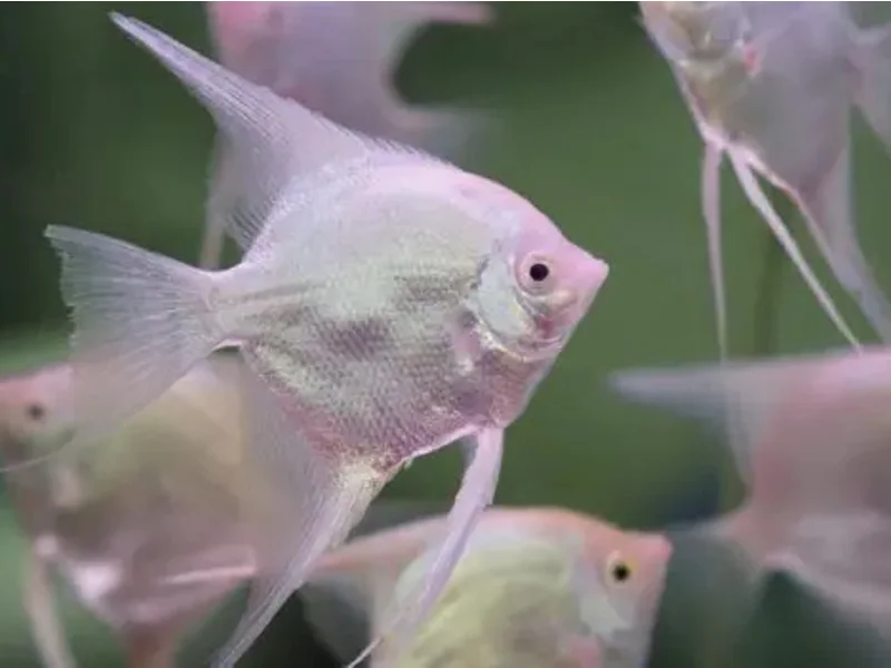 Poor diets could cause angelfish to lose color