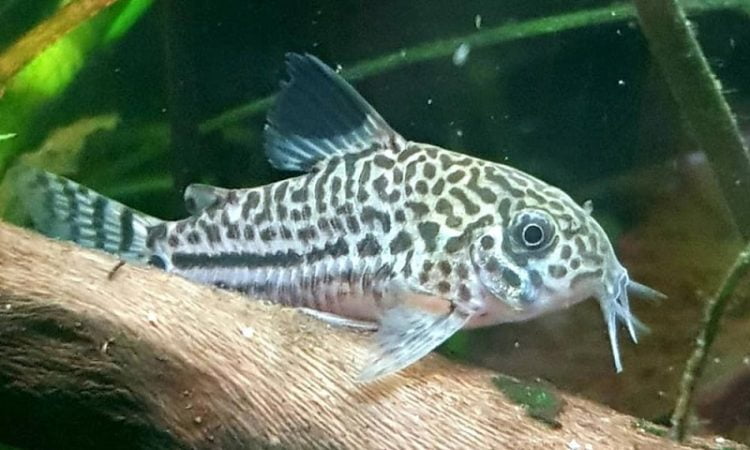 Poor water quality can make cory catfish lethargic