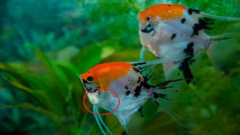 Pregnant Angelfish Behavior| 5 Evident Spawning Signs