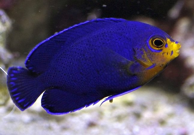 Pygmy Angelfish are aggressive species