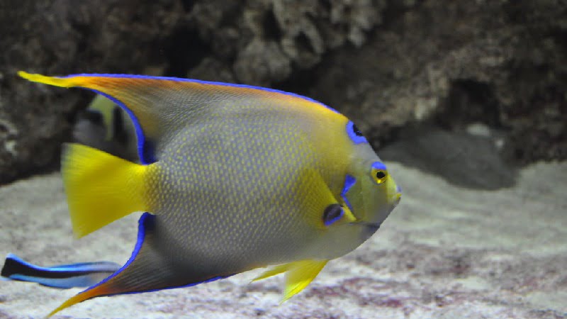 4 Unique Queen Angelfish Adaptations You May Not Know!