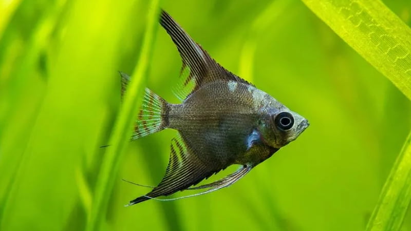 Raising Angelfish Fry Without Parents (Effortless And Risk-Free Way)