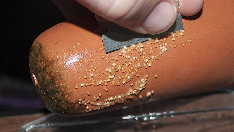 Removing the diseased angelfish eggs