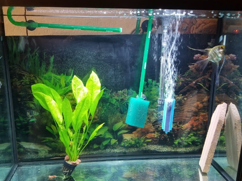 Set up 30 gallons tank for angelfish