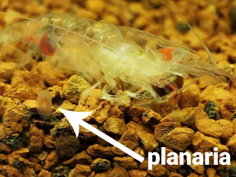 Shrimp and planaria