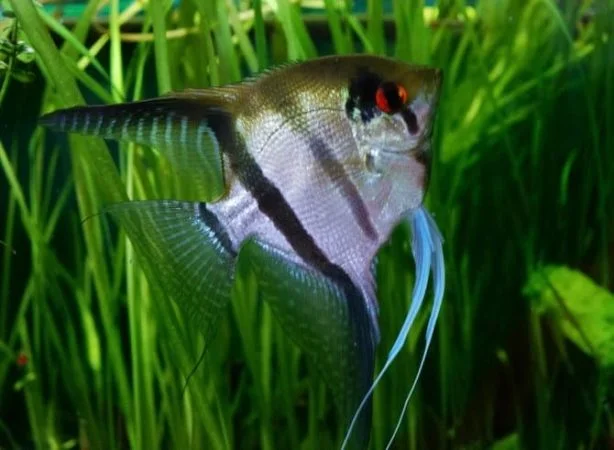 silver angelfish