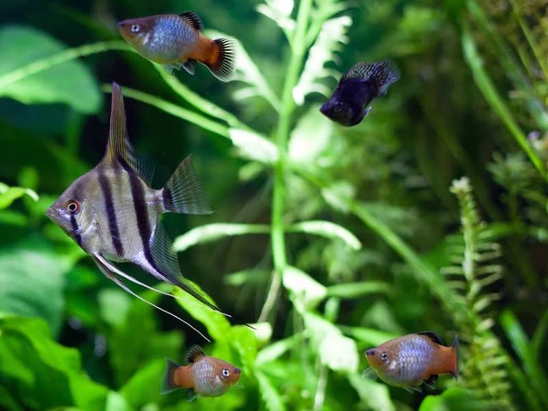 Some fish are compatible with the angelfish