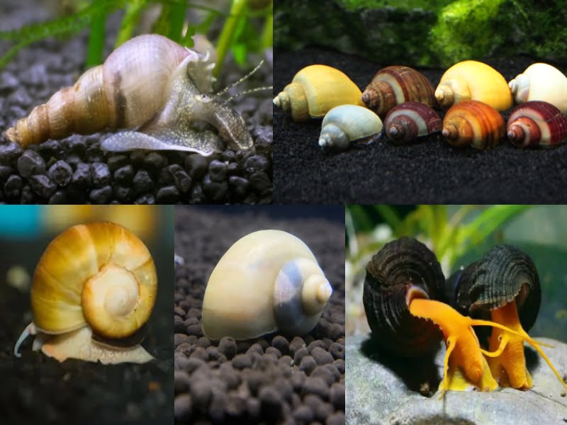 Some snails that angelfish don't eat